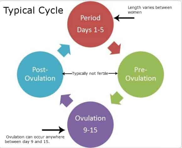 Tracking Your Fertility Cycle