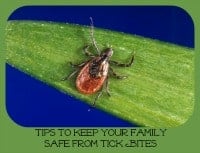 Summer Safety Tips Tick Bites