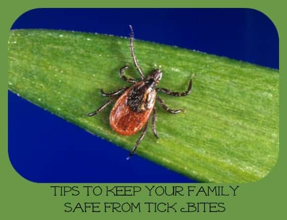 summer-safety-tips-tick-bites
