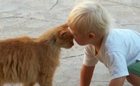 Parenting tips for kids who bully pets