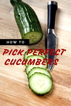 Wondering how to pick the most beautiful, long-lasting and tasty cuke of the bunch? Check out our tips for picking out the perfect cucumber!