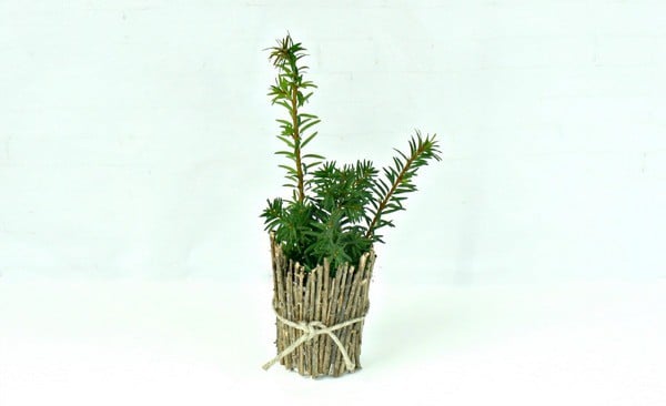 Add a plant to your Father's Day gift idea
