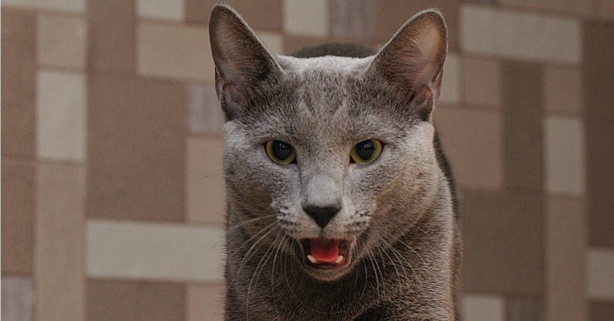 How to Get Rid of Pet Odors in May 2023