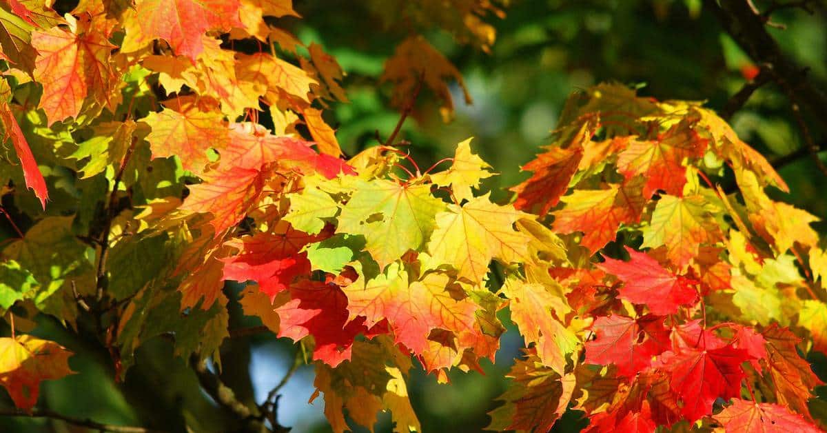 Wondering how to preserve the beauty of fall leaves so you can use them in decorating and crafts? Check out two easy ways to keep them looking stunning!