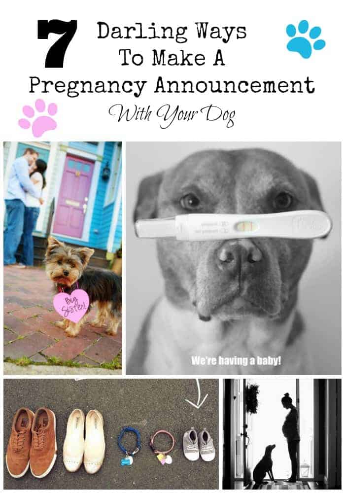 Get inspired! We have gathered seven darling ways to make a pregnancy announcement with your dog that are sure to melt everyone's hearts.