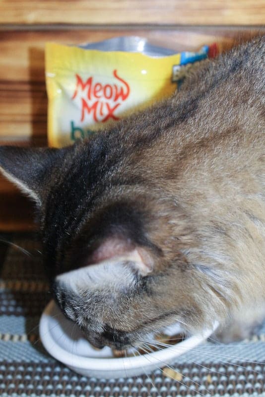 meow-mix-brushing-keep-cats-teeth-healthy