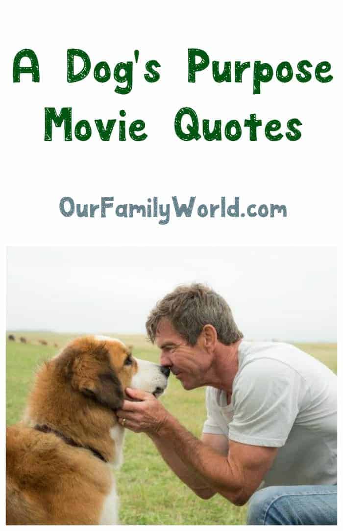 Looking for A Dog's Purpose movie quotes that will absolutely touch your heart? Check out a few of our favorites from both the film and the book!