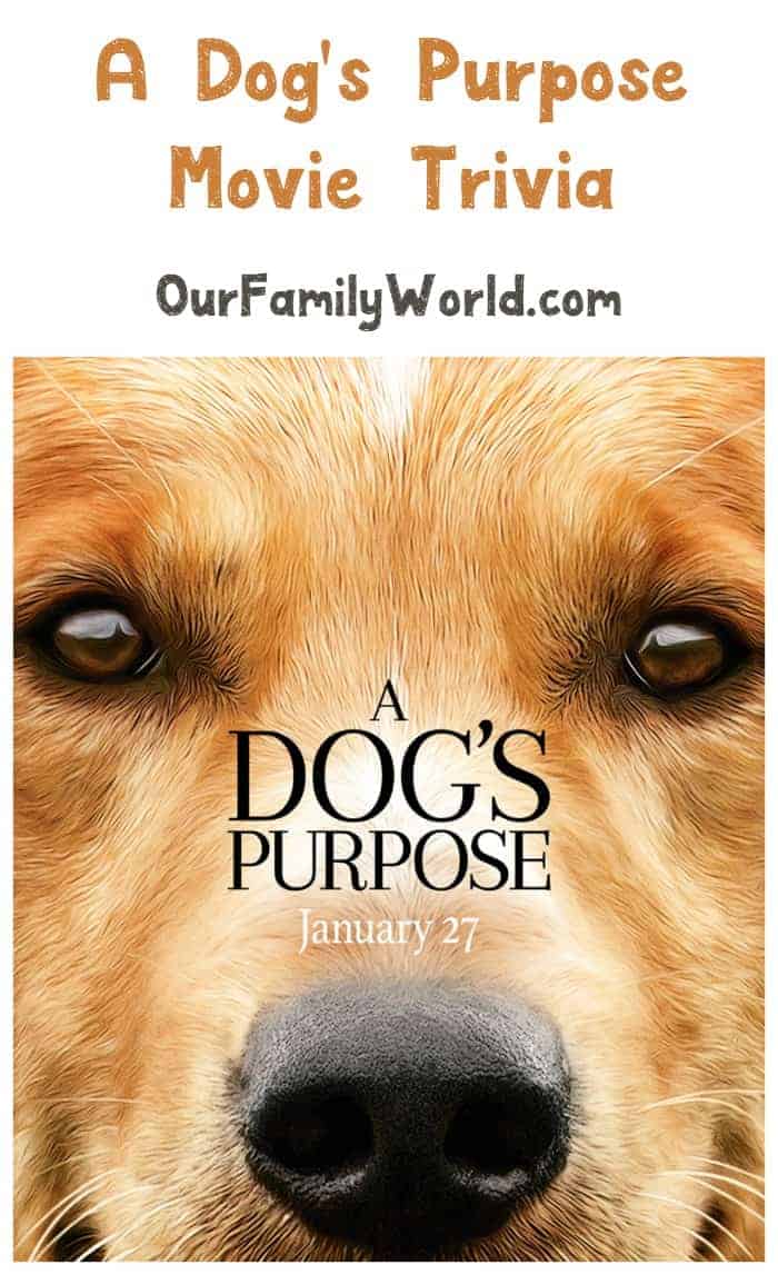 Looking for a feel-good family movie to watch together in theaters? Check out our favorite A Dog's Purpose movie trivia before it comes out!