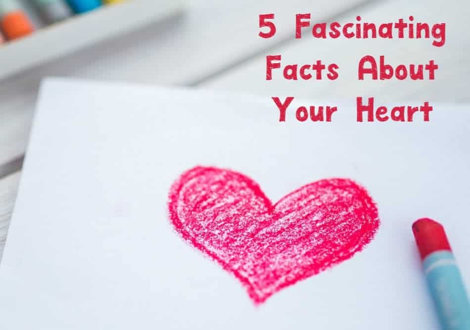 Celebrate Heart Month by getting to know your hardest working organ with these five fascinating facts about your heart + the signs of a heart attack. Read it now!