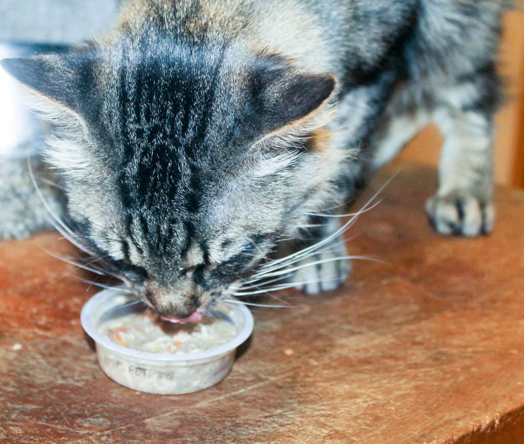 take-your-cats-dinner-from-bored-to-smorgasbord-with-meow-mix