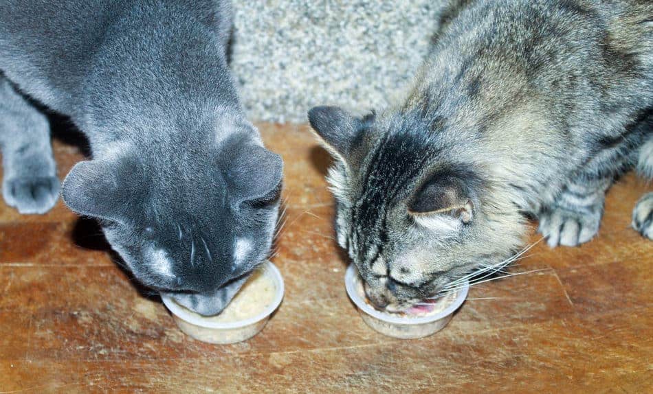 My cats go crazy for Meow Mix Brushing Treats and the new Meow Mix Simple Servings wet food! Check out their reaction plus find out how you can score some great savings!